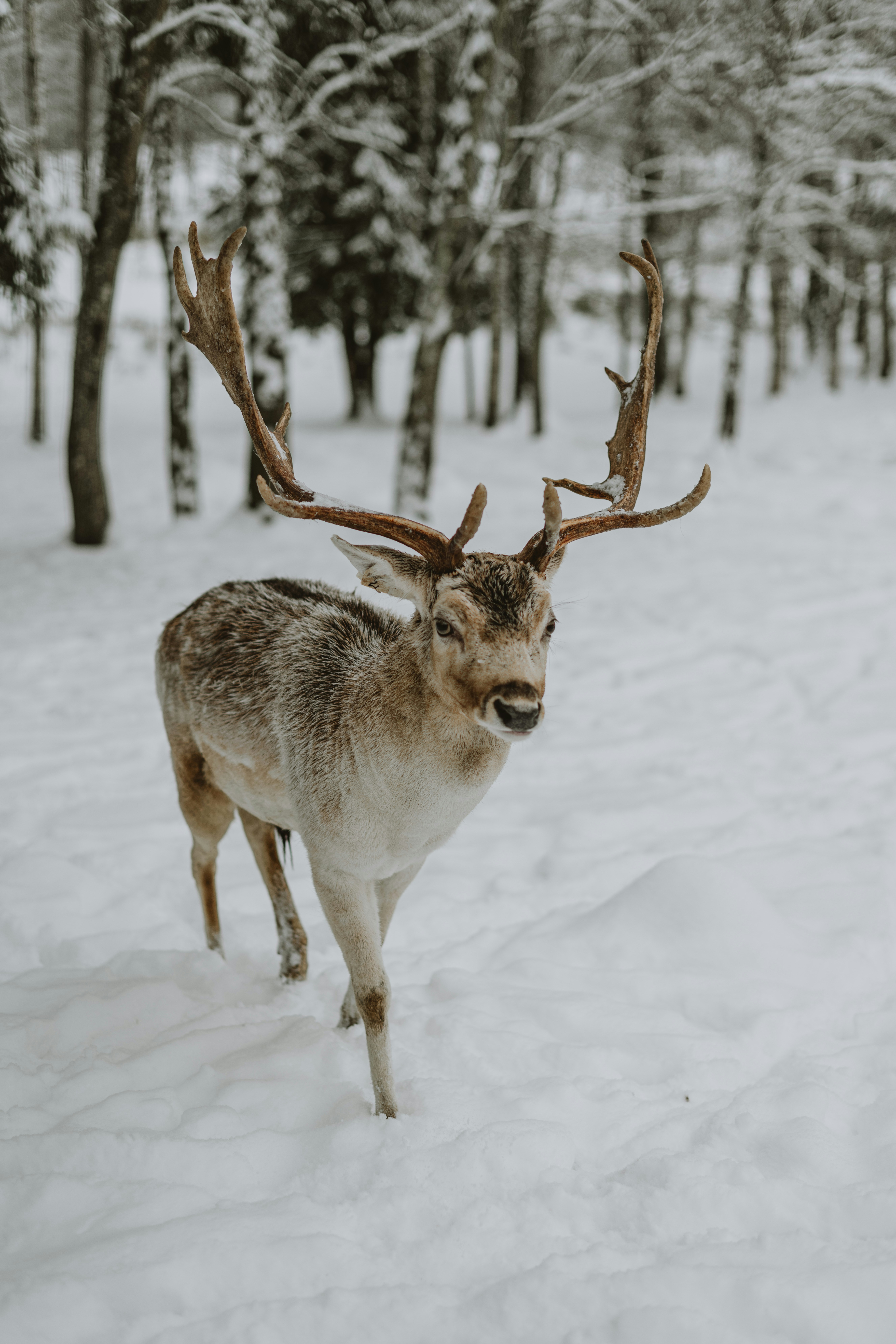 Photo by anitaaustvika