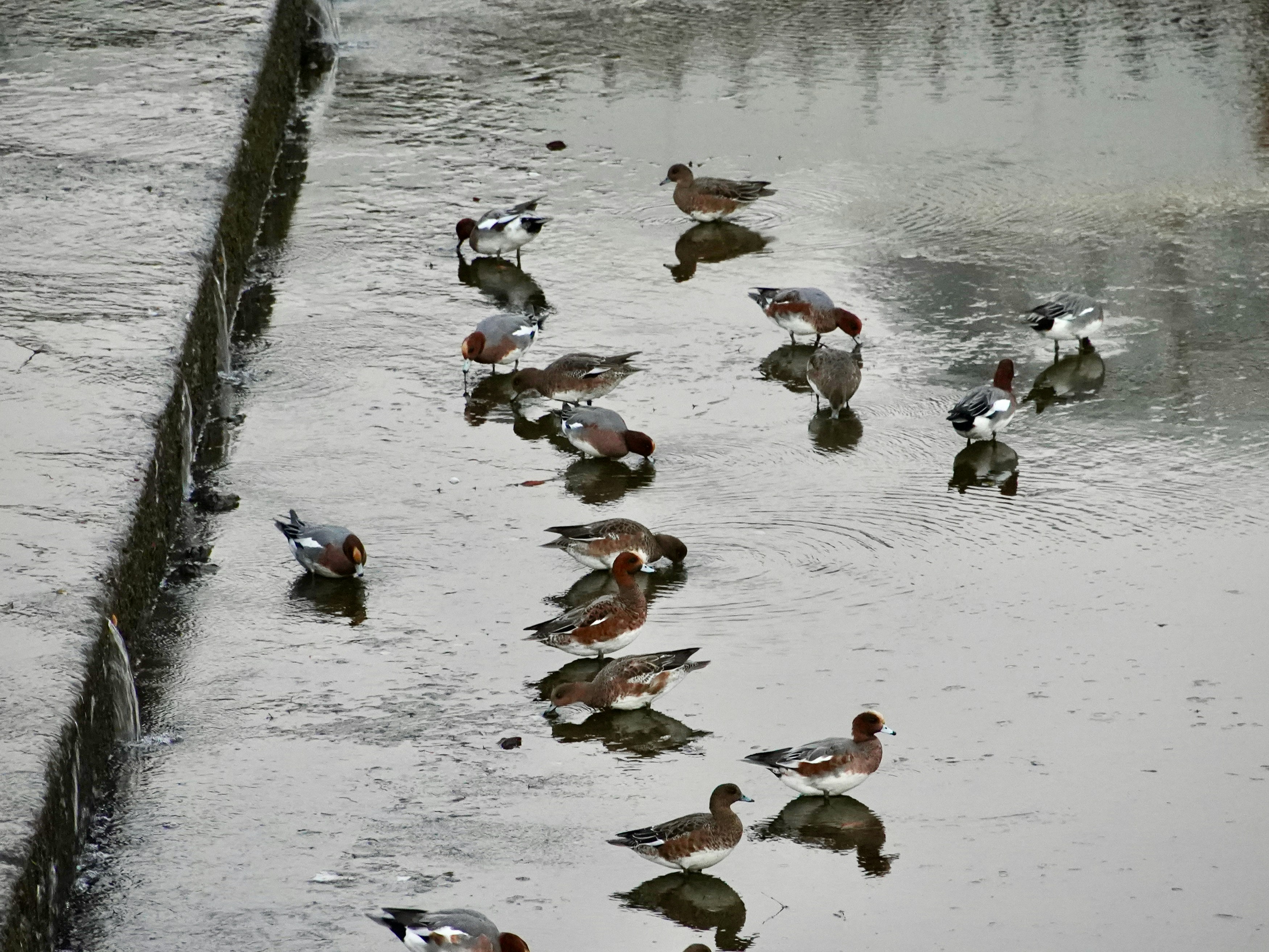 a group of ducks in a body of water