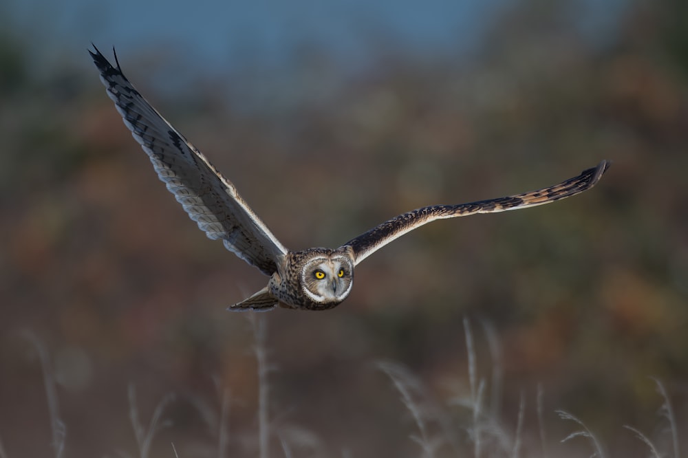 an owl flying in the air