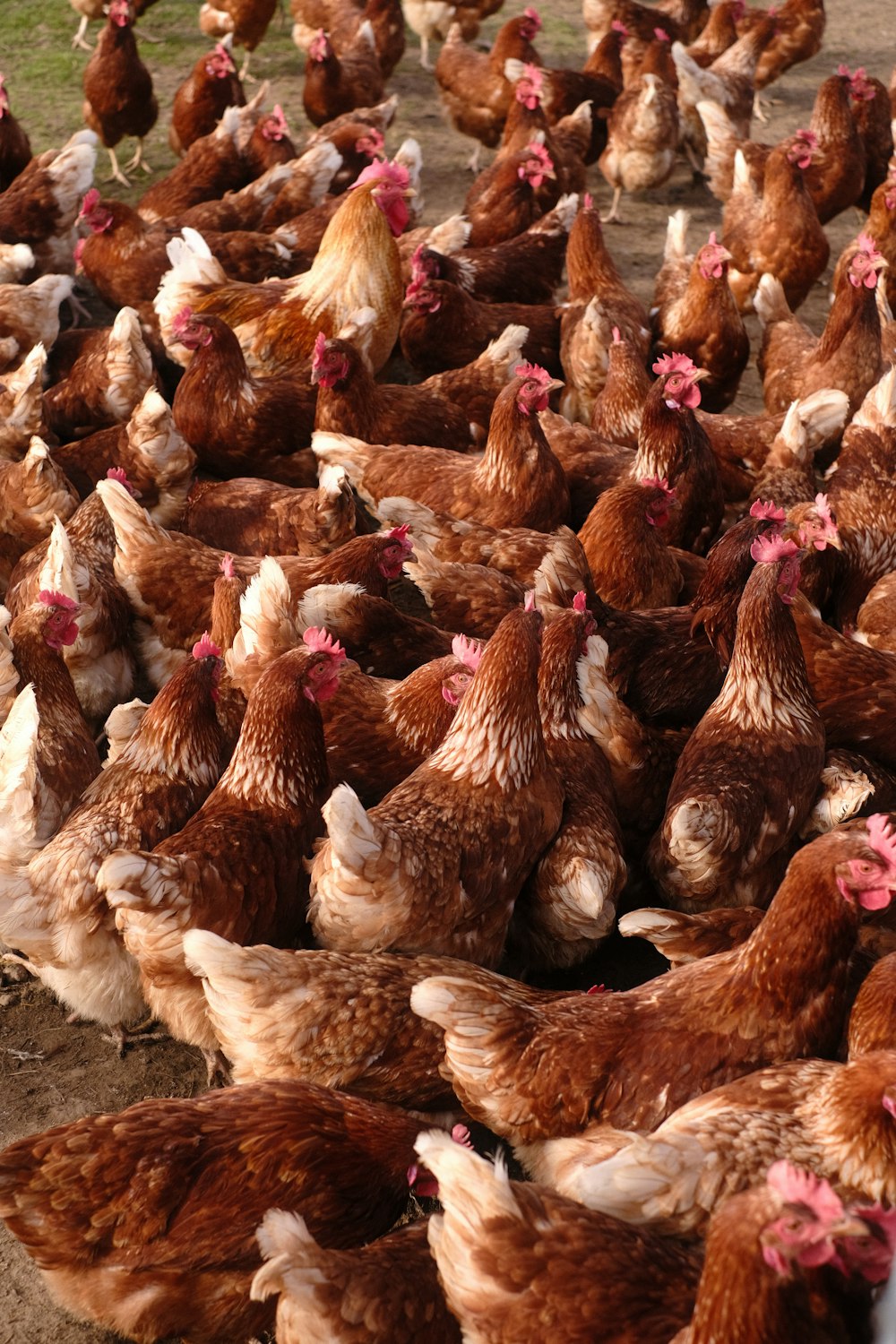 a large group of chickens