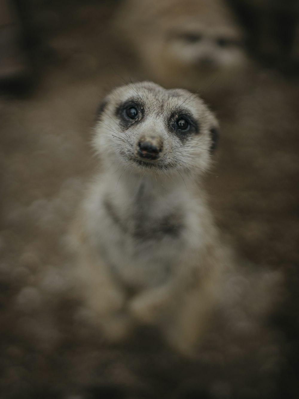 a small animal looking at the camera