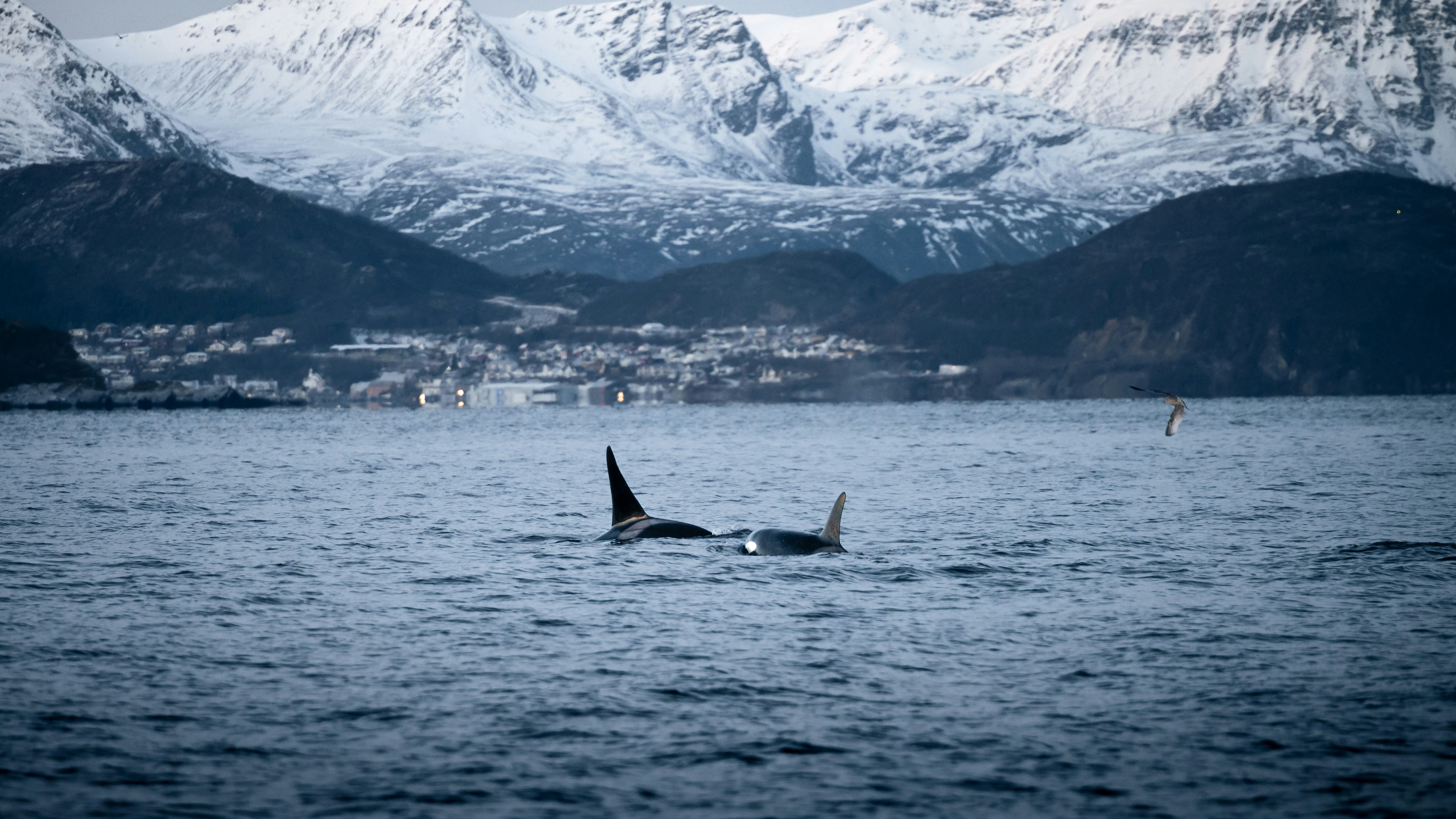 Cover Image for Grief as Solidarity: Reclaiming Our Capacity to Connect