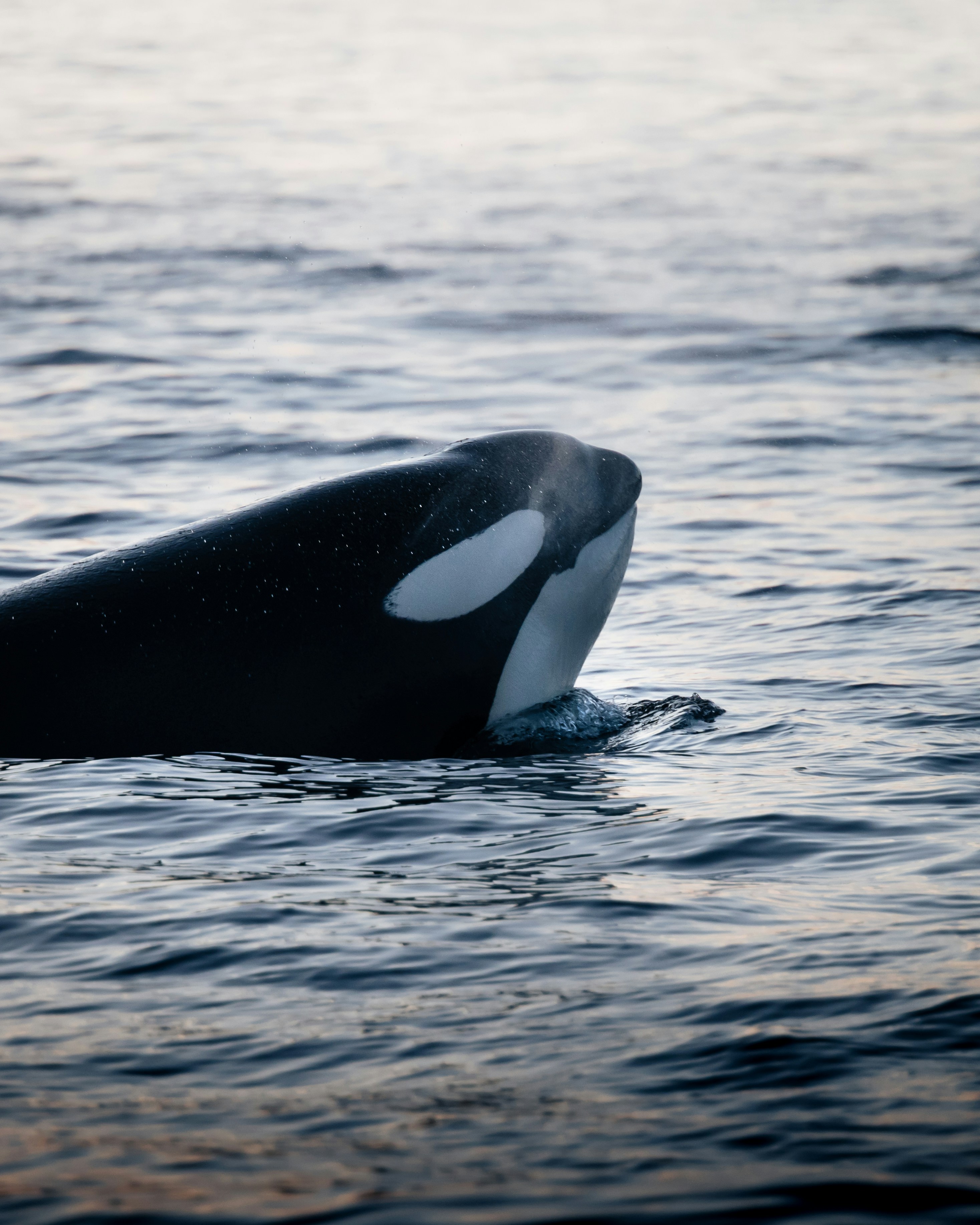 Orca whale swimming in the ocean