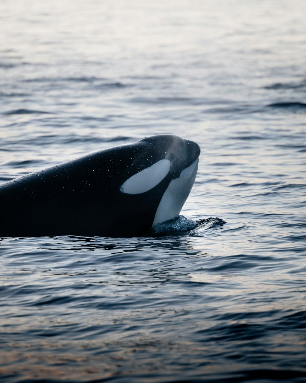 a whale jumping out of the water