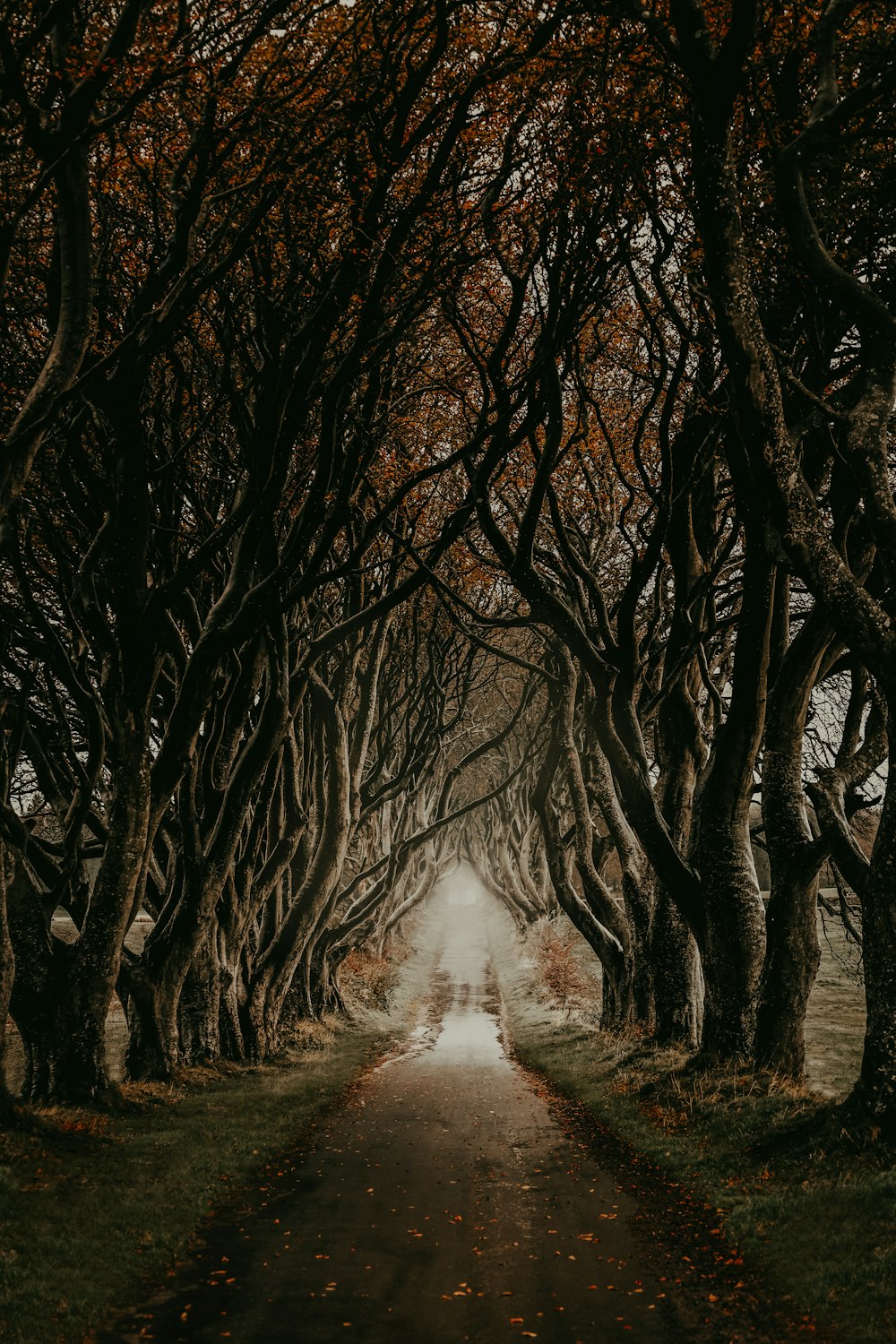 un sentiero con alberi su entrambi i lati