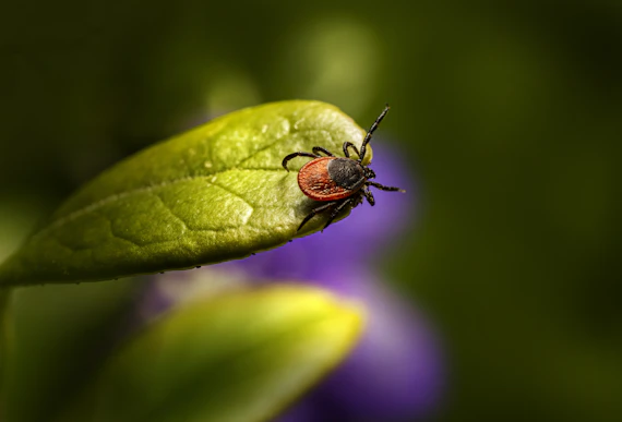 a ladybug on a flower