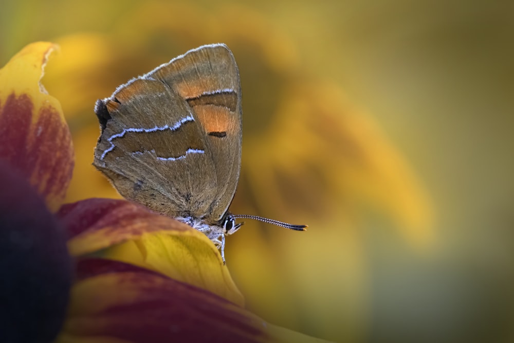 a butterfly on a flower