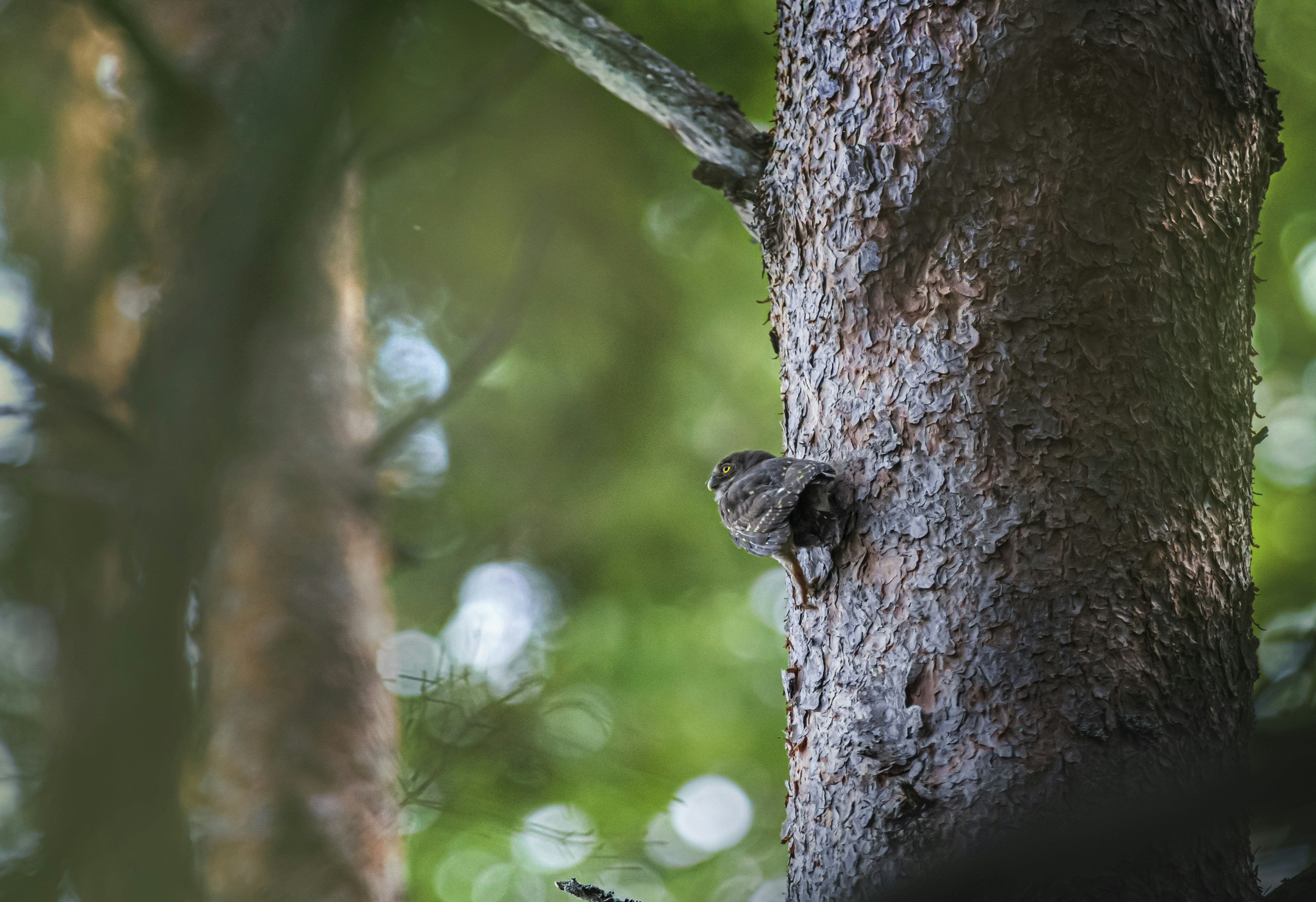 Photo by erik_karits