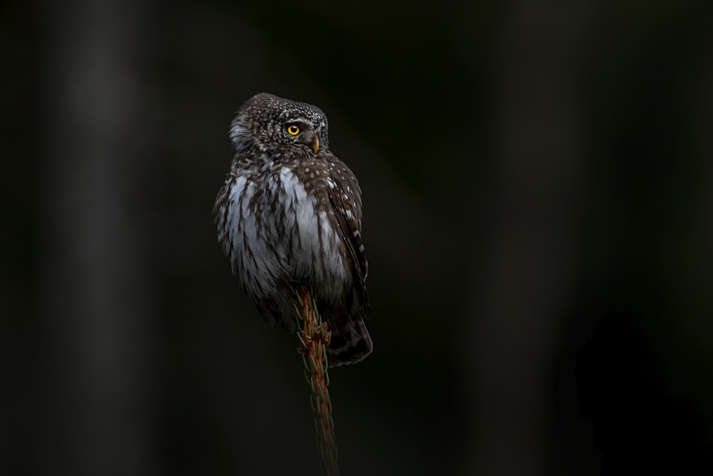 Un pájaro en una rama