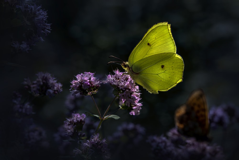 uma borboleta em uma flor