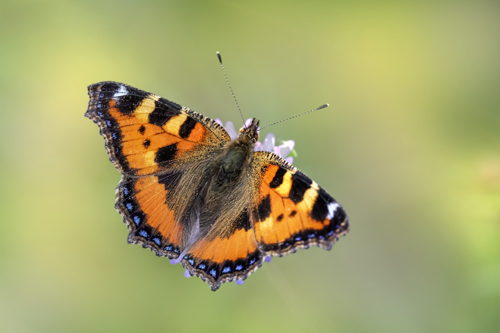 a butterfly with a flower on its head