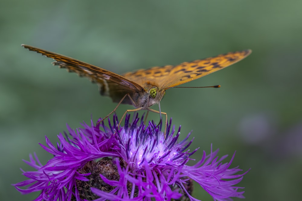 a butterfly on a flower