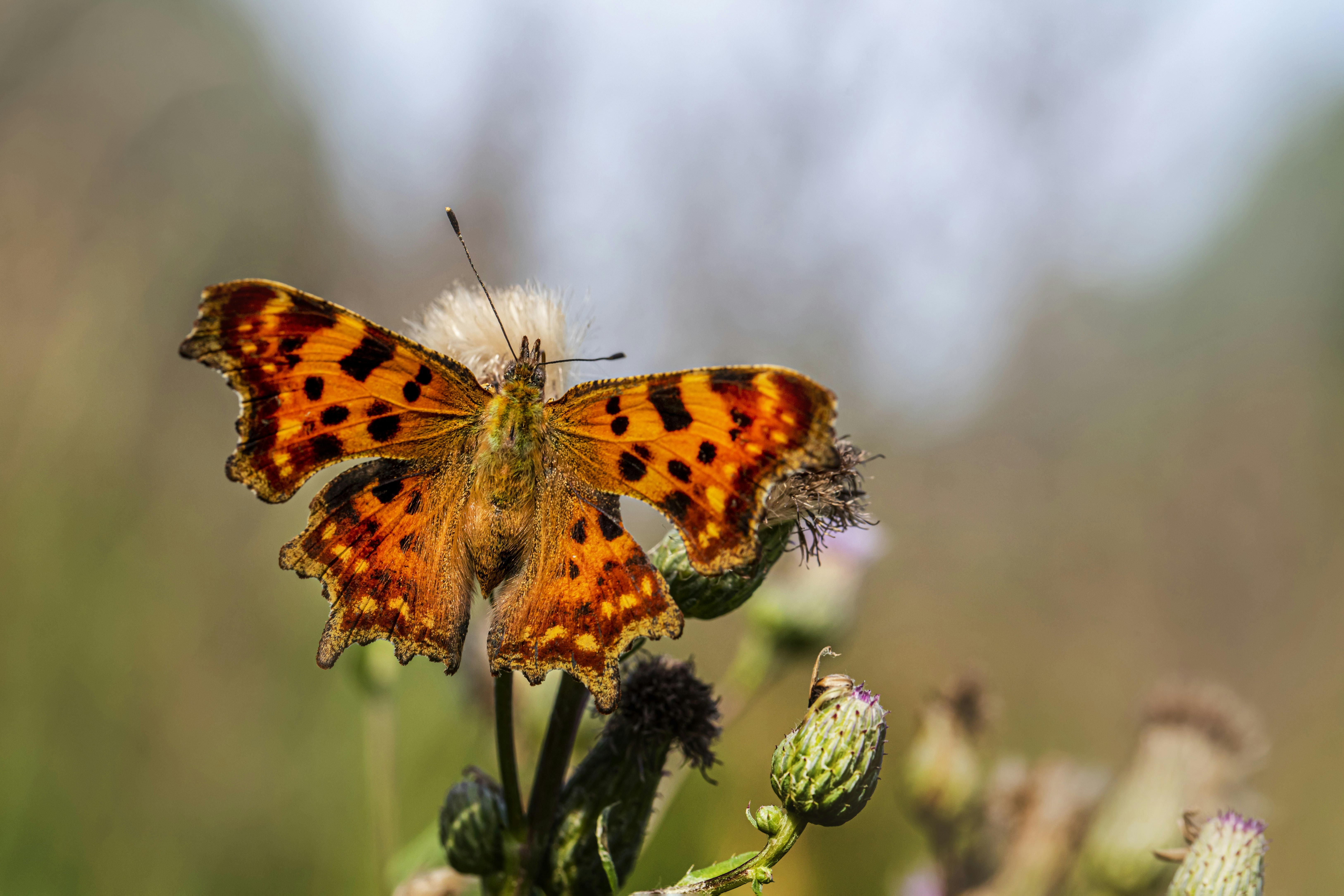 Photo by erik_karits