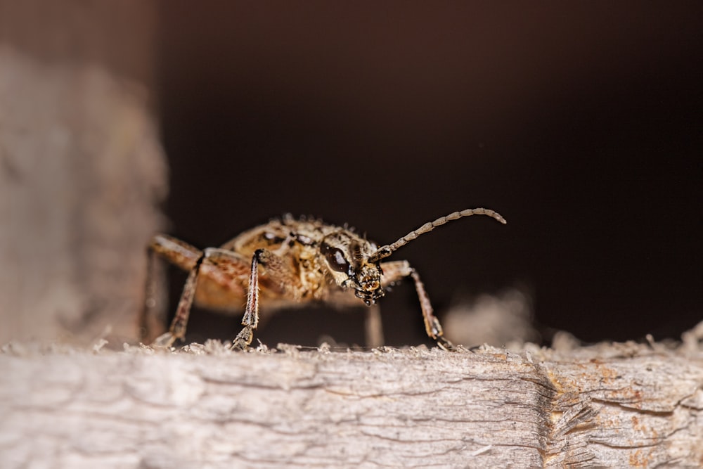 a close up of a bee