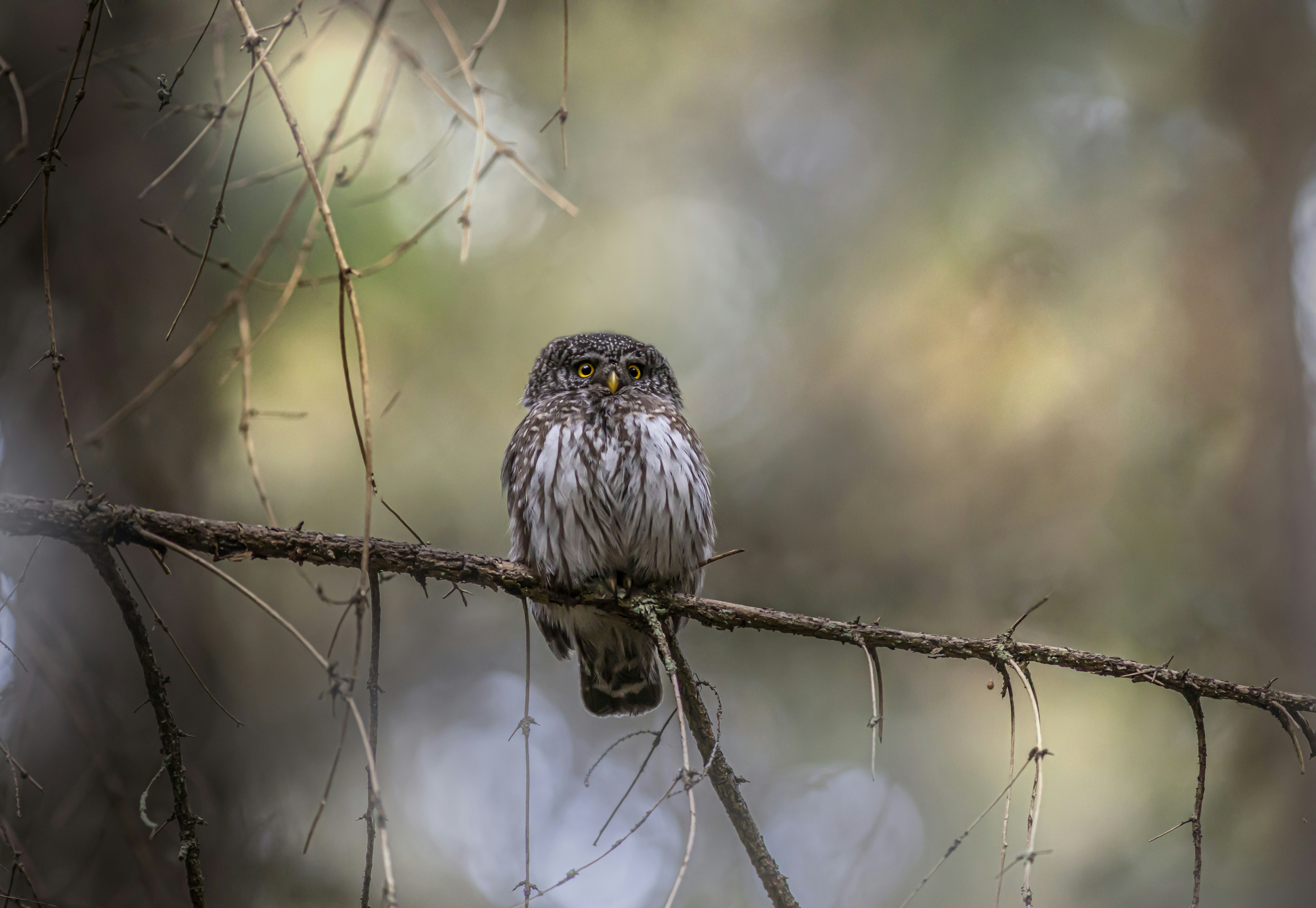 Photo by erik_karits