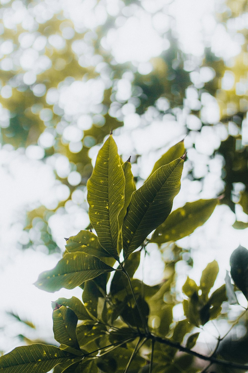 close up of a plant