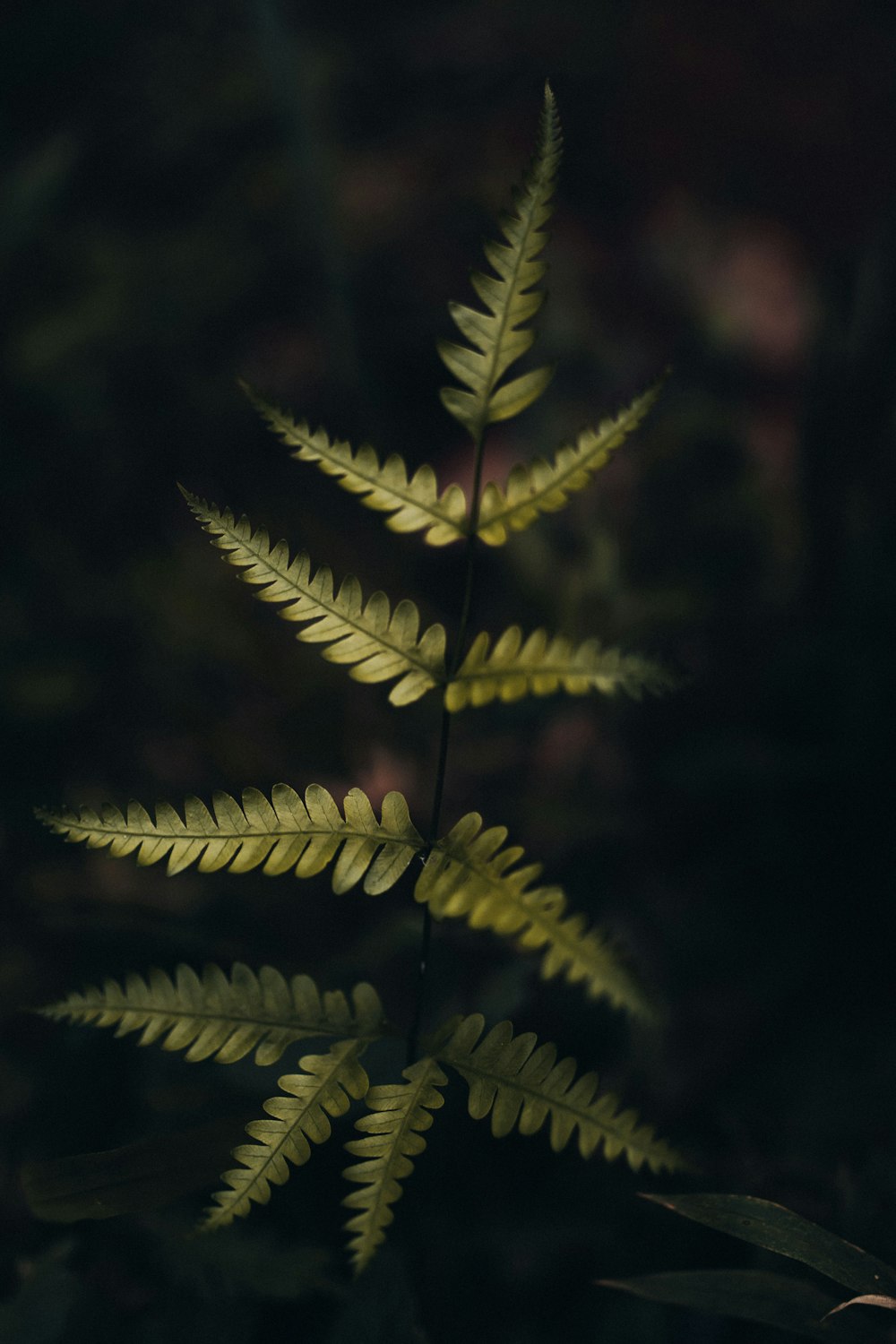 a close up of a plant