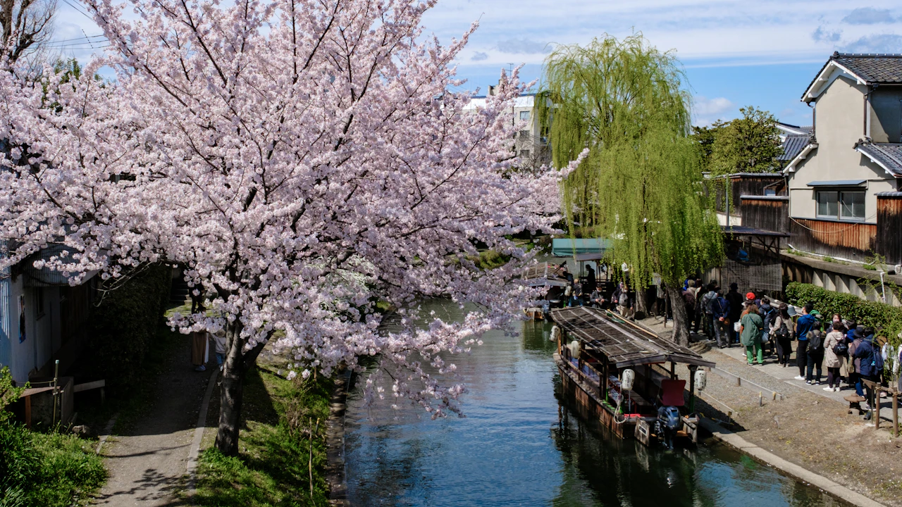 Wooden river boat drifting under pink cherry blossom branches along a Kyoto riverbank