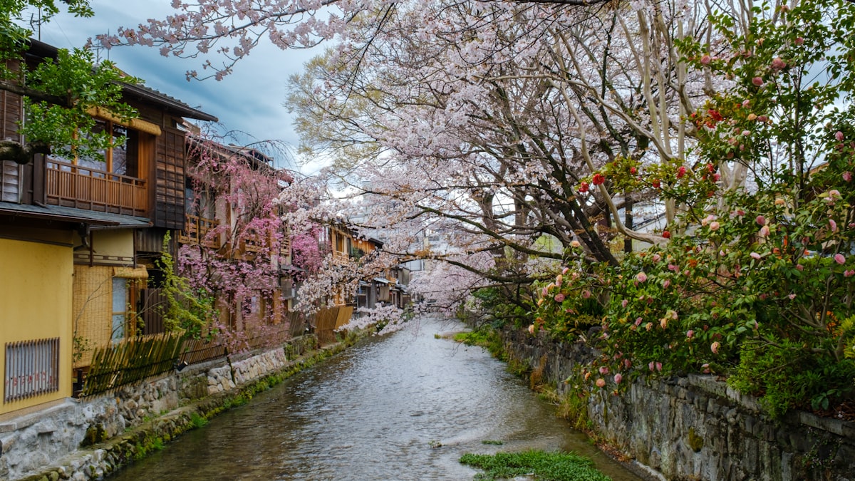 Kyoto April — cherry blossom trees arching over the Gion canal lined with machiya townhouses