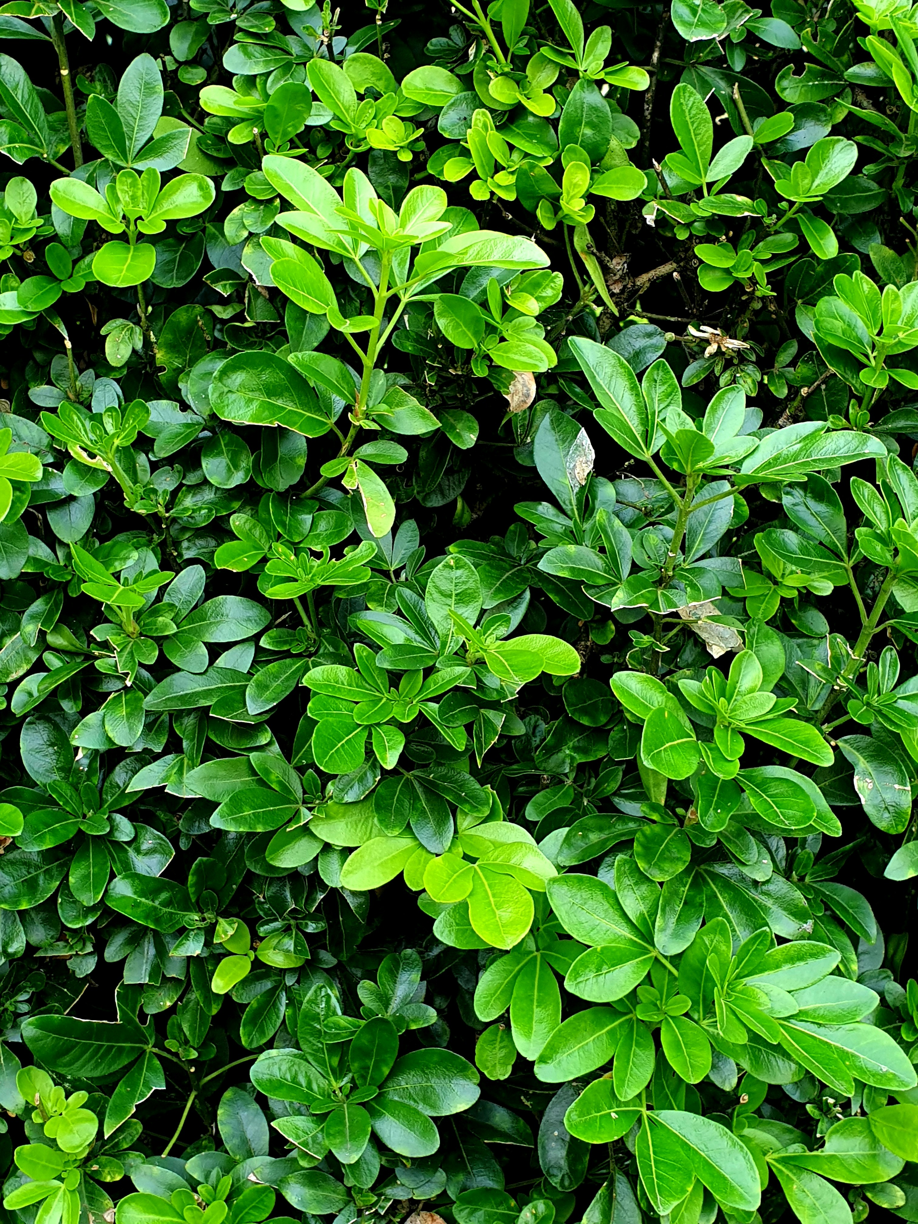 Photo by dhriti_das007