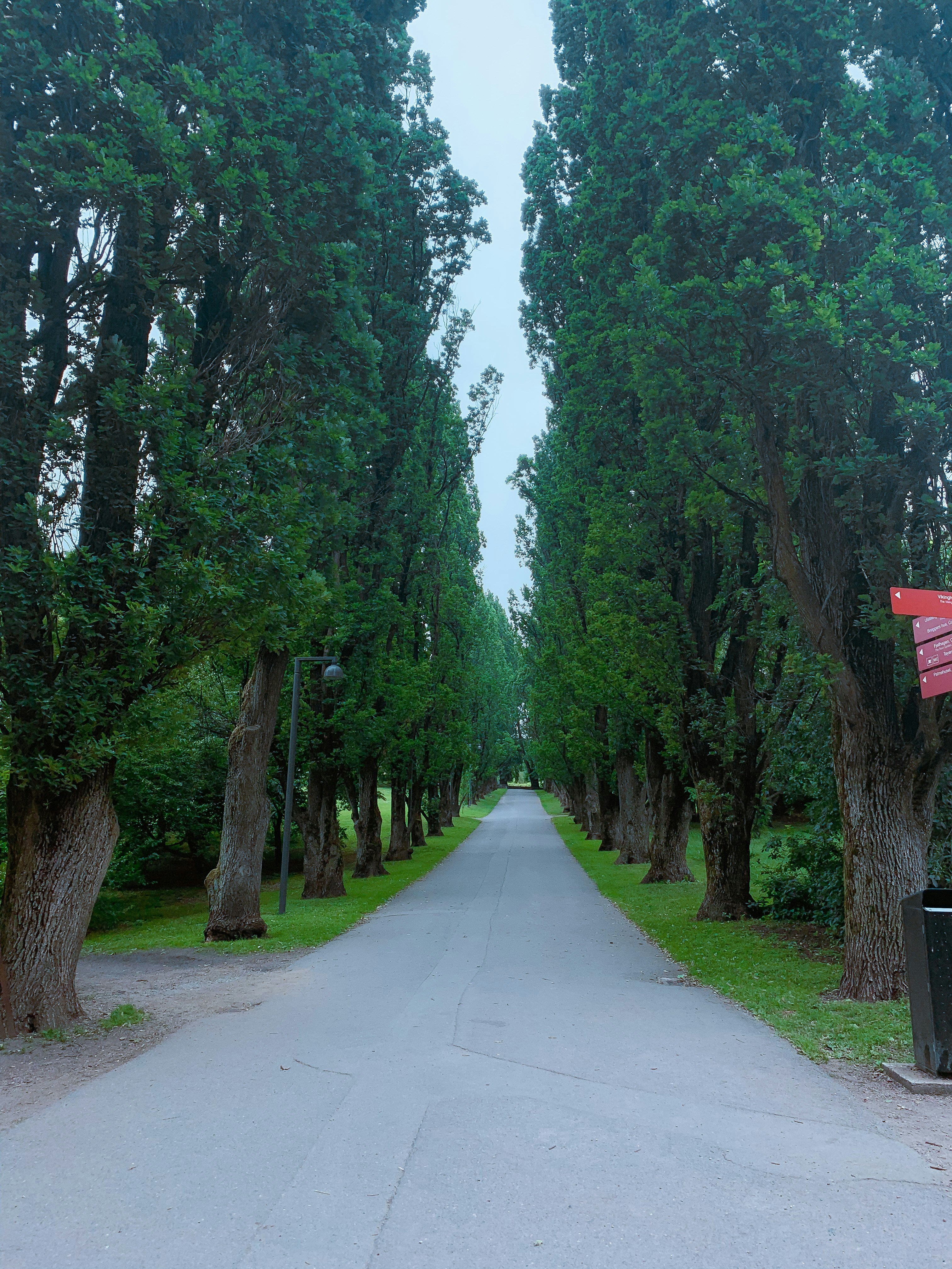 a road with trees on the side