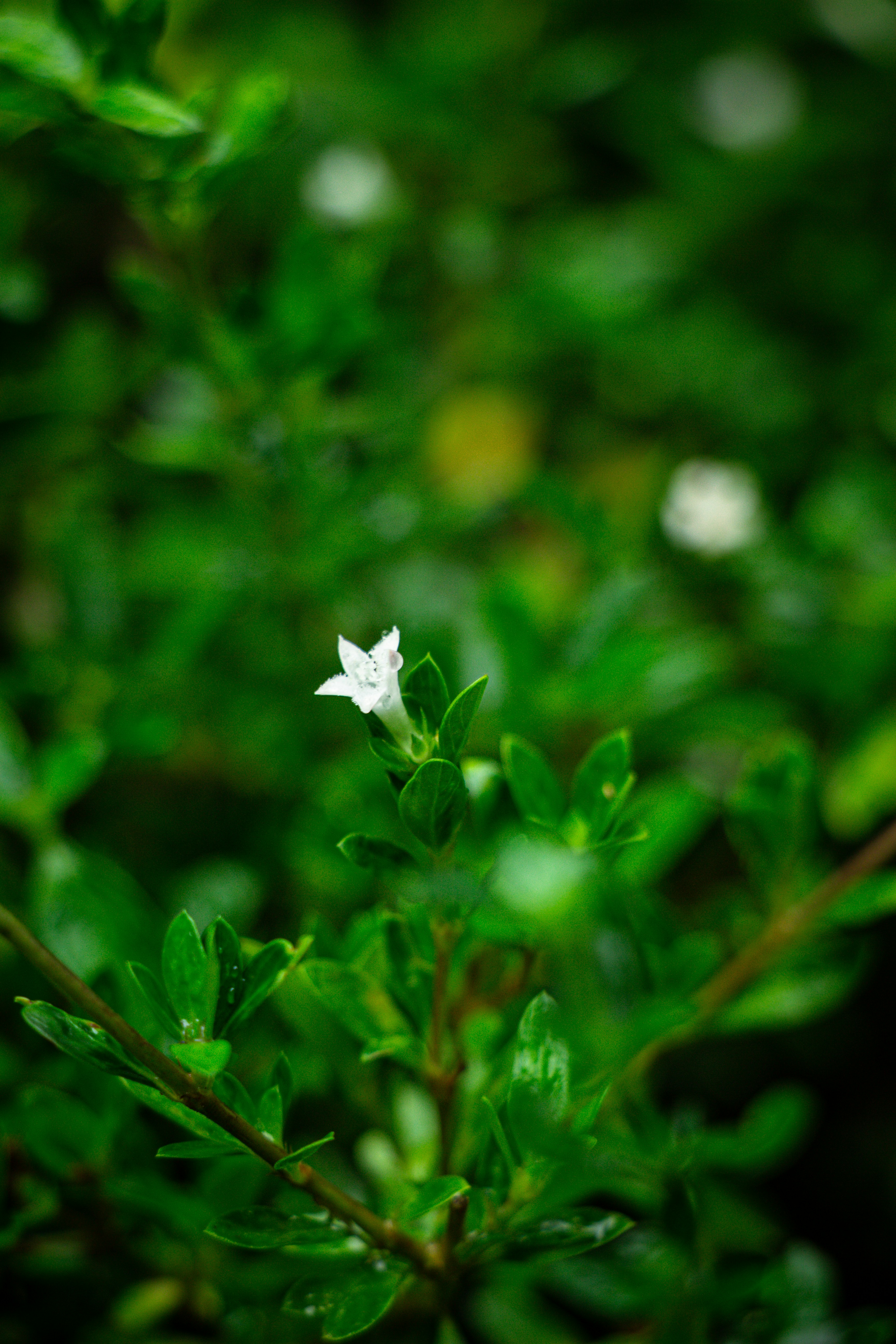 Photo by shreyaantech