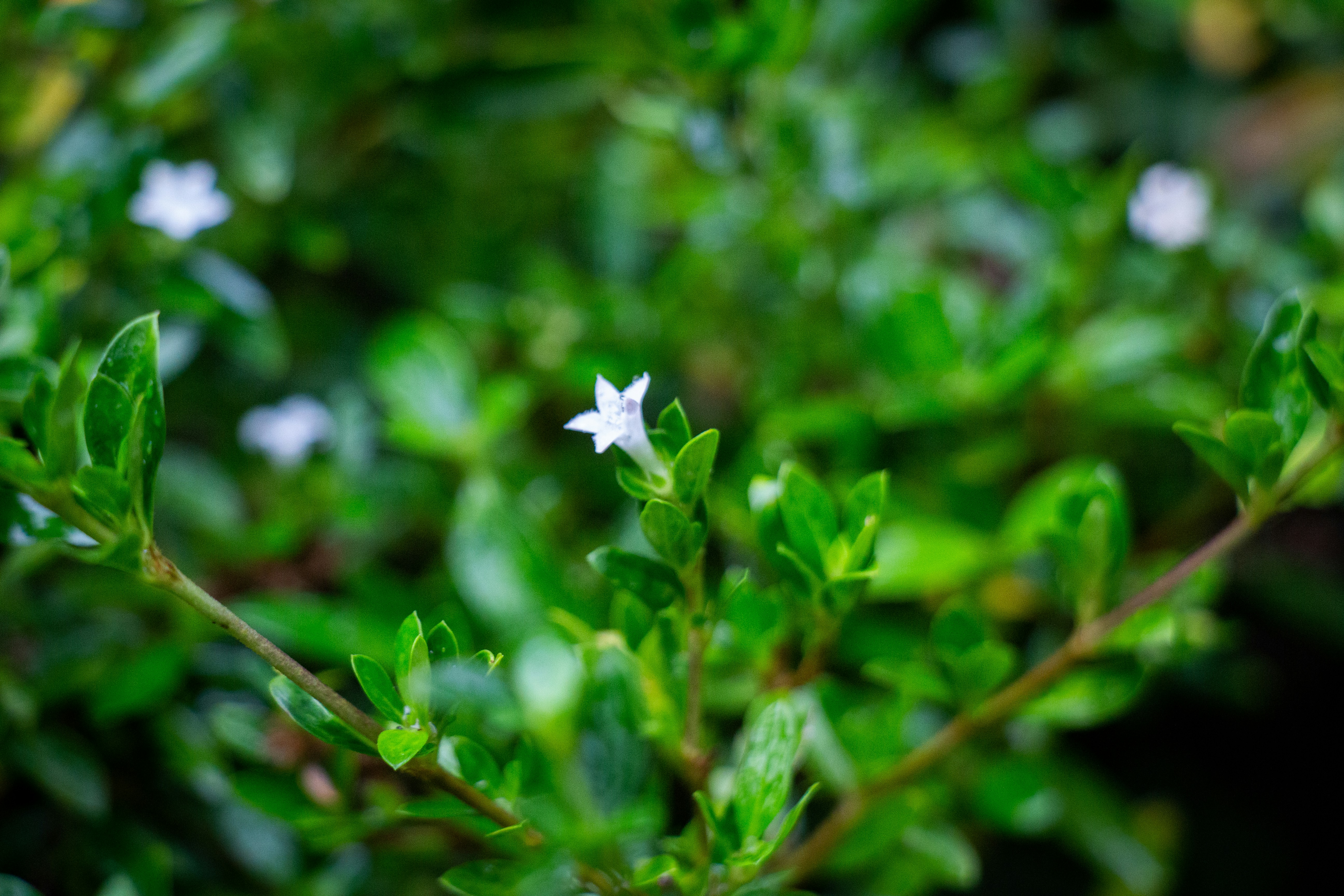 Photo by shreyaantech