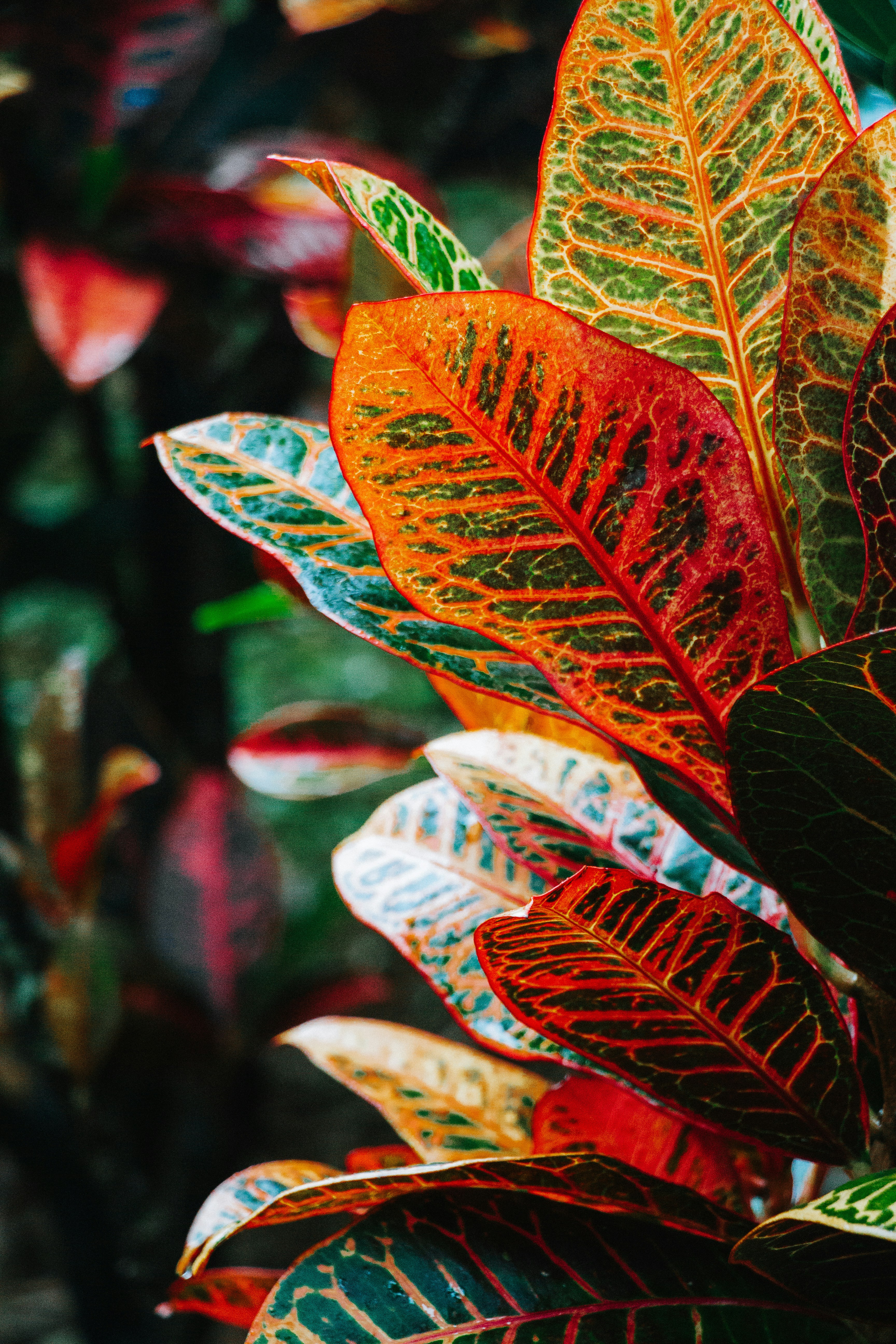 Photo by shreyaantech