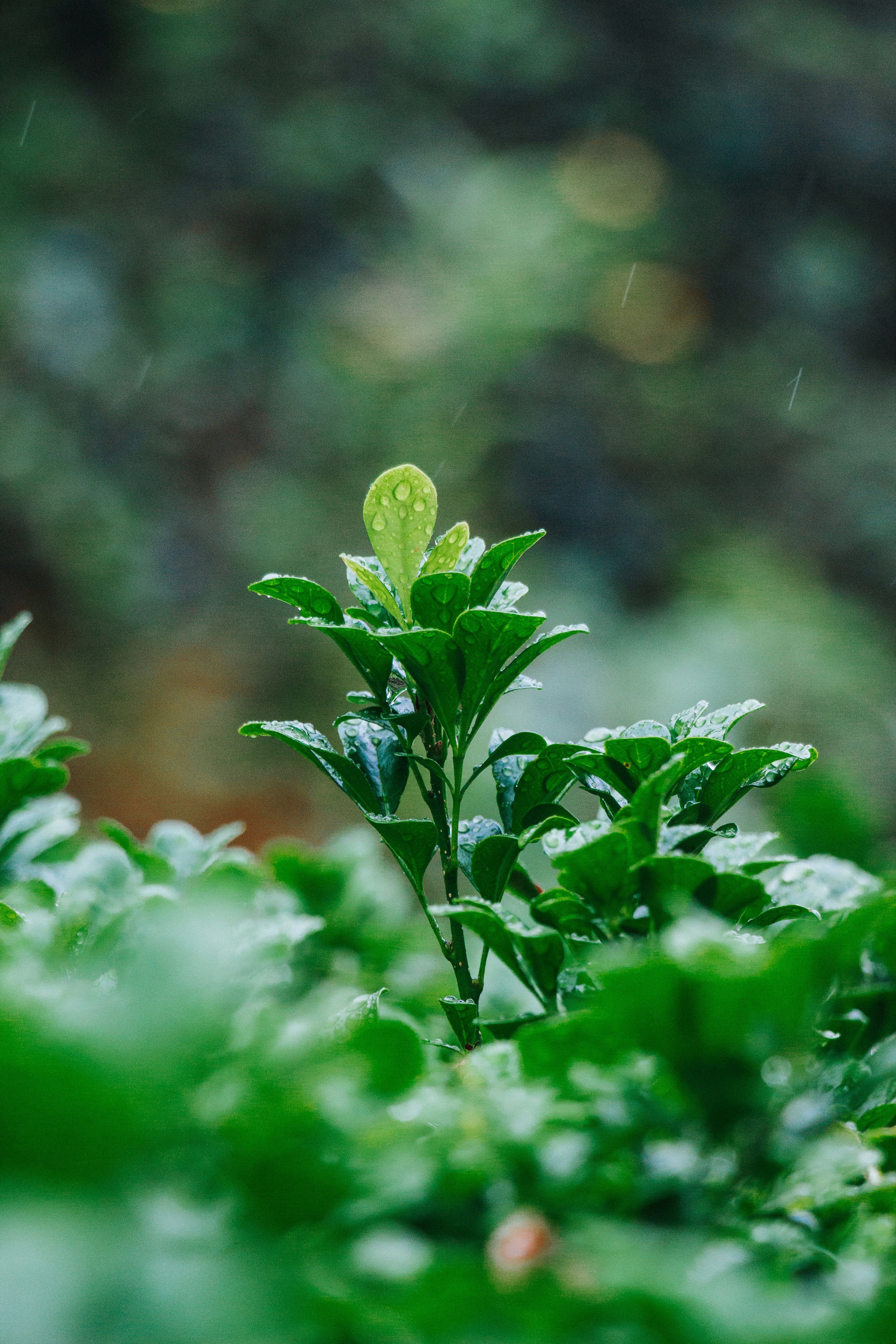 Photo by shreyaantech