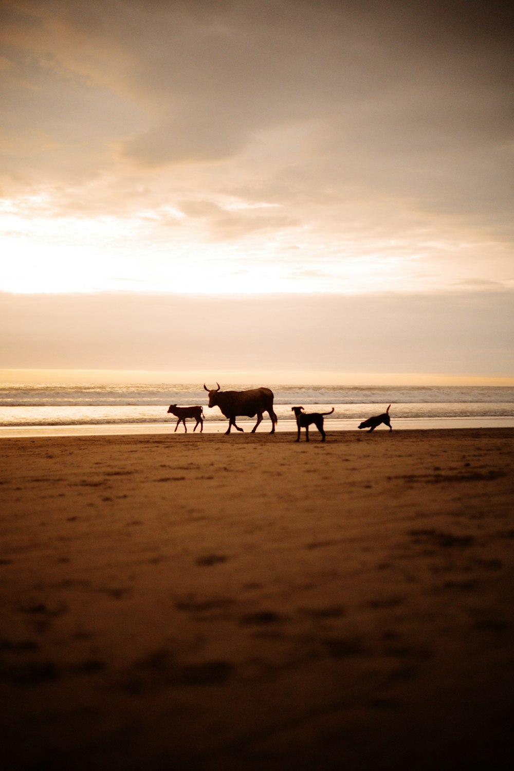 a group of animals stand on a beach
