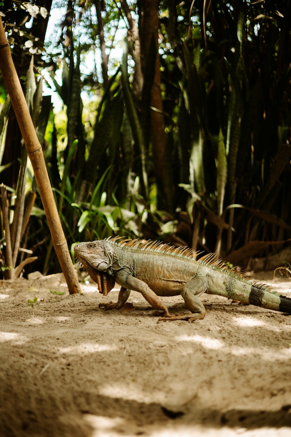 a large lizard in a forest