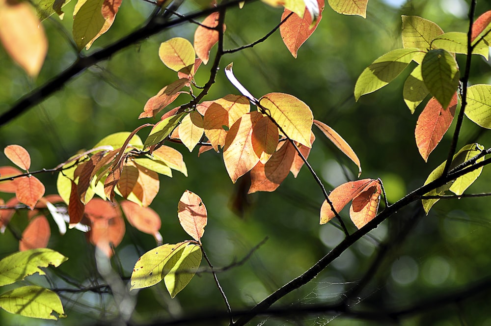 a tree with leaves