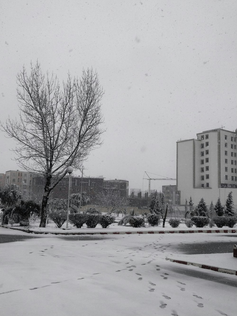 a snowy park with trees and buildings