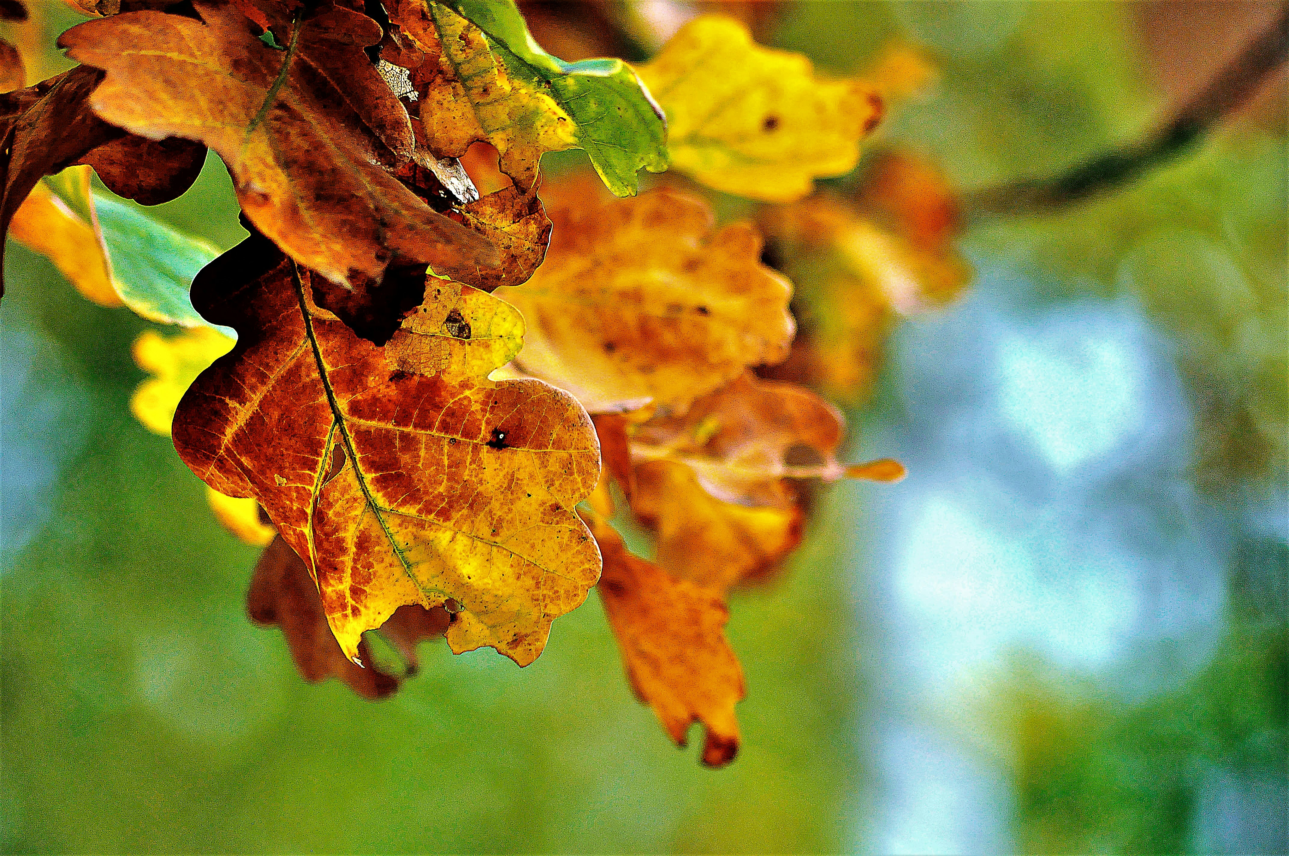 a close up of a tree branch