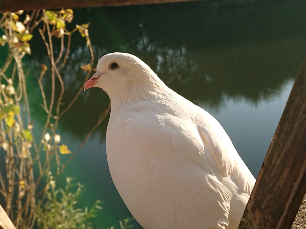 a white bird on a branch