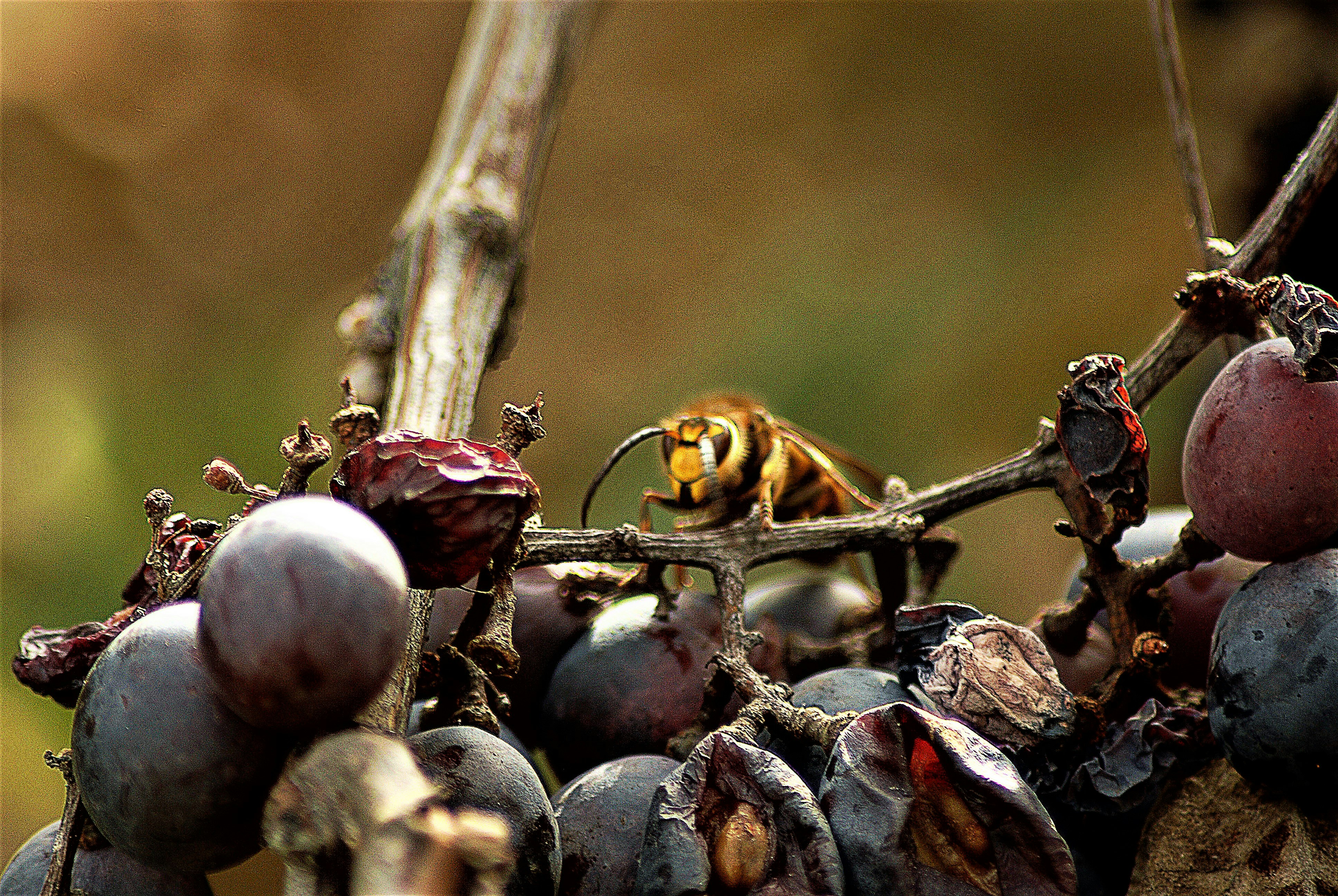 Wine tasting in a Berat vineyard