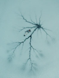 a drawing of a spider