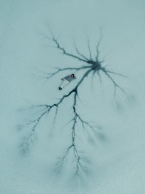 a drawing of a spider