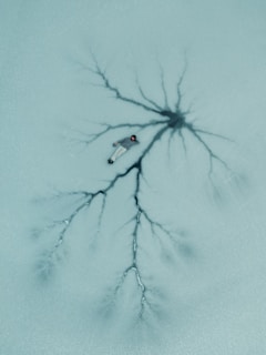 a drawing of a spider