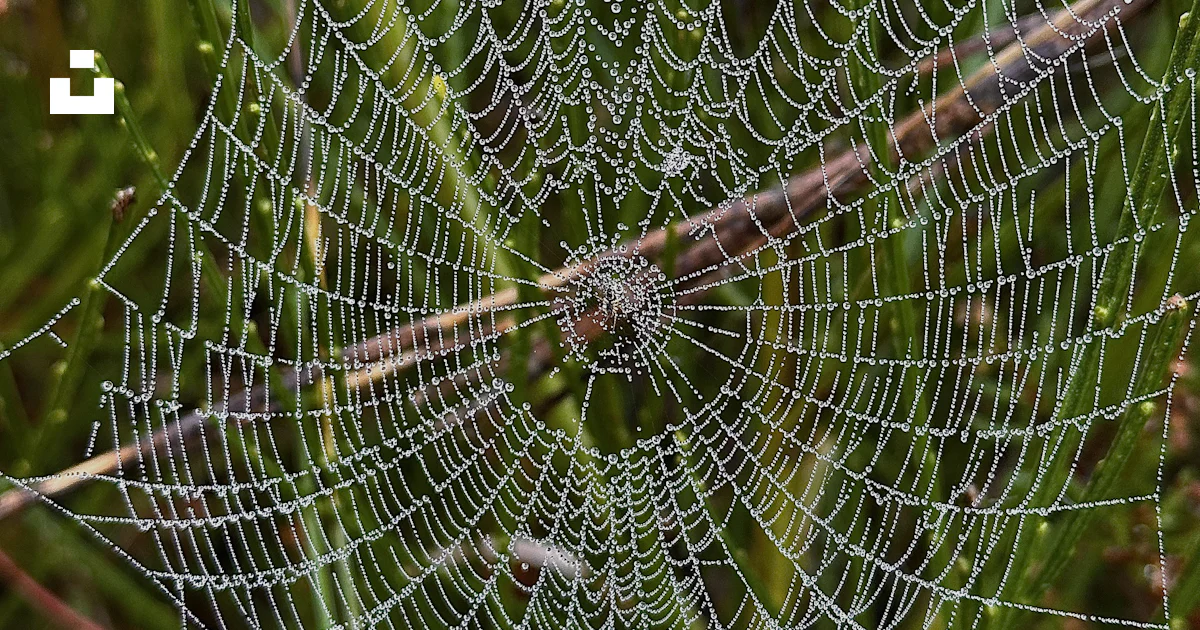A close up of a spider photo – Free Spider web Image on Unsplash