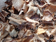 James sweeping leaves into a neat pile on a crisp autumn day.