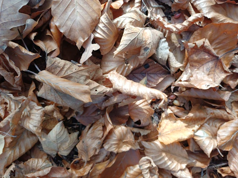 Leaves being raked into neat piles on a crisp autumn day.