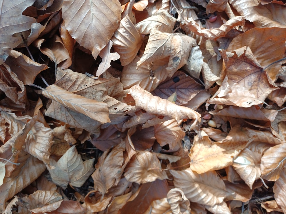 a pile of yellow and brown leaves