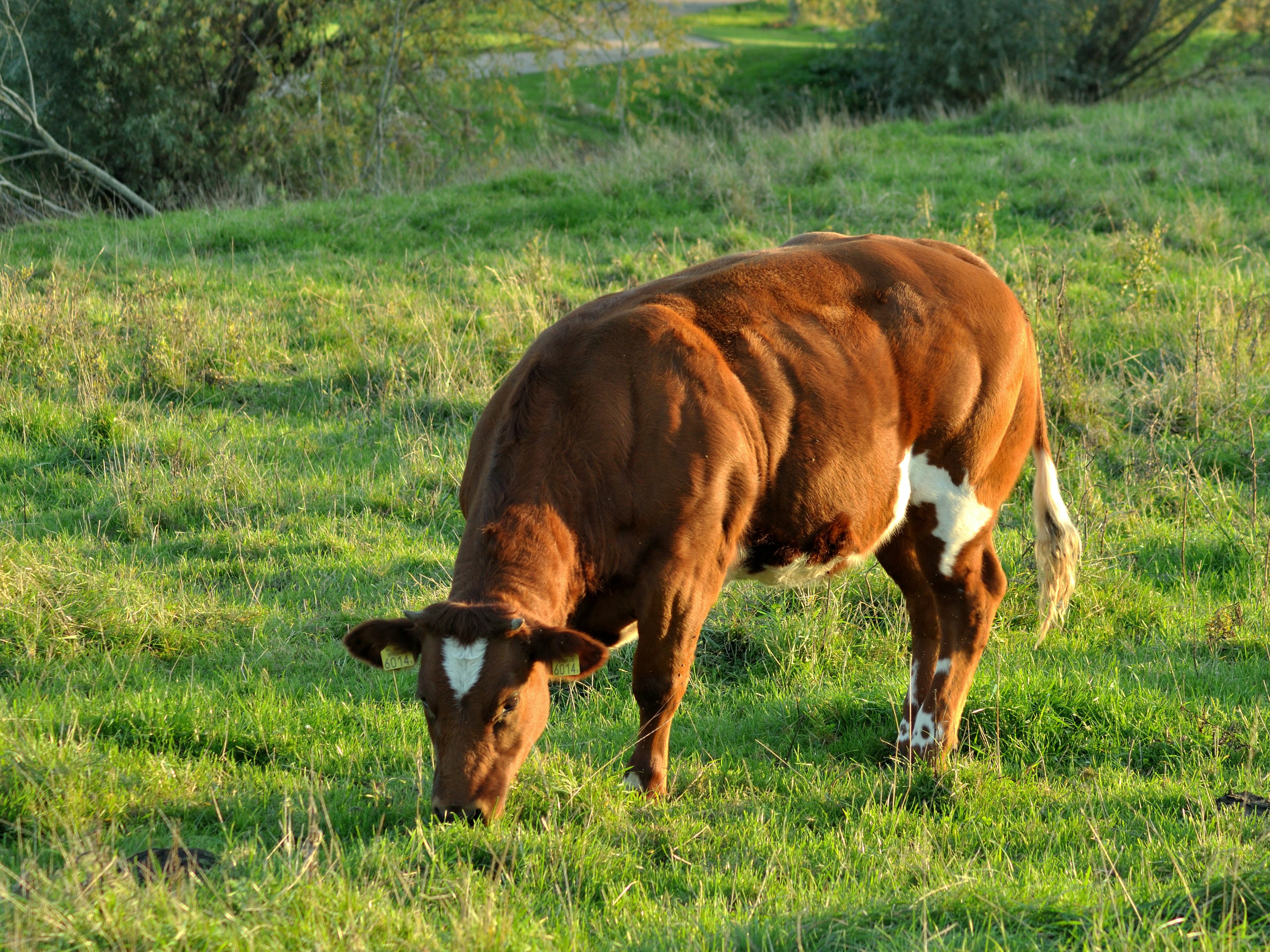 Photo by frankoosterbaan