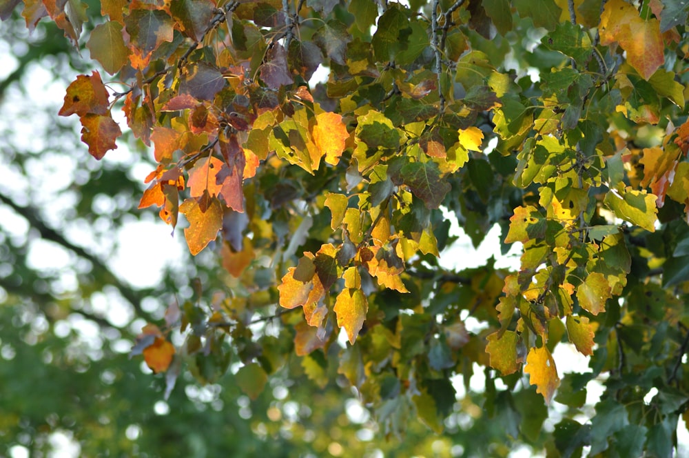 a tree with yellow leaves