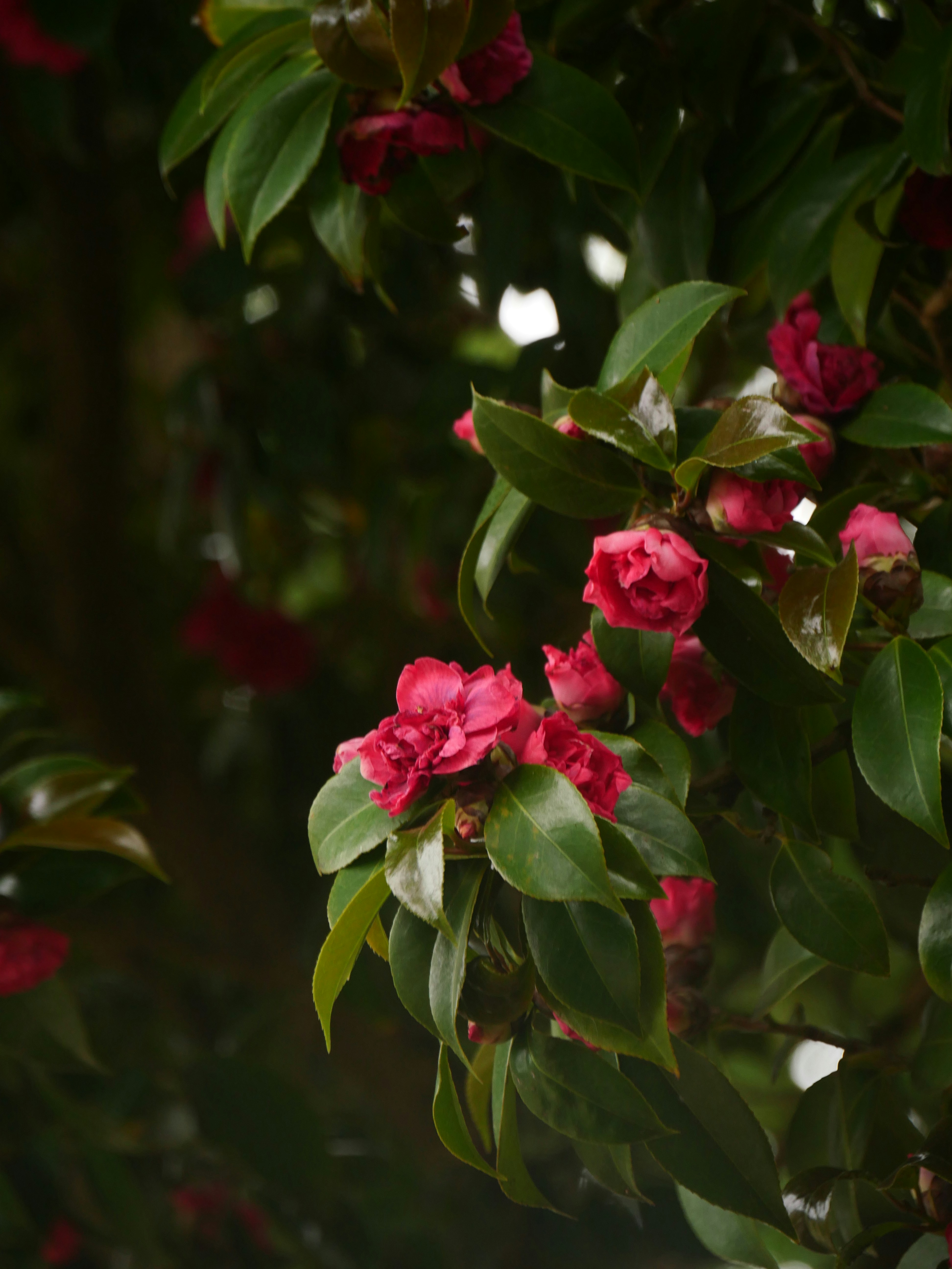 Photo by nimbus_vulpis