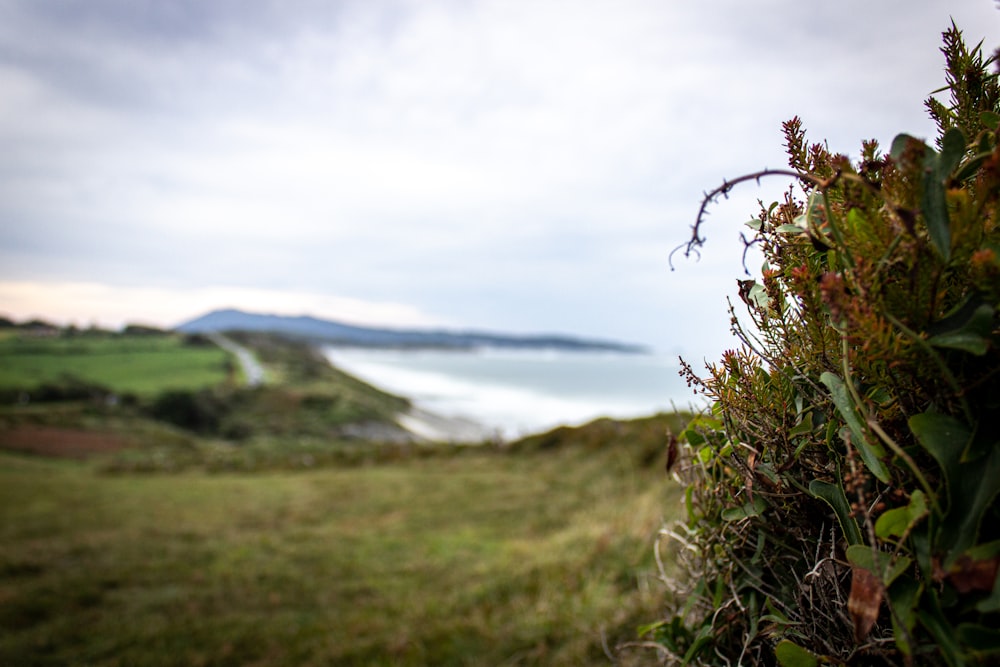 a grassy field with a body of water in the background