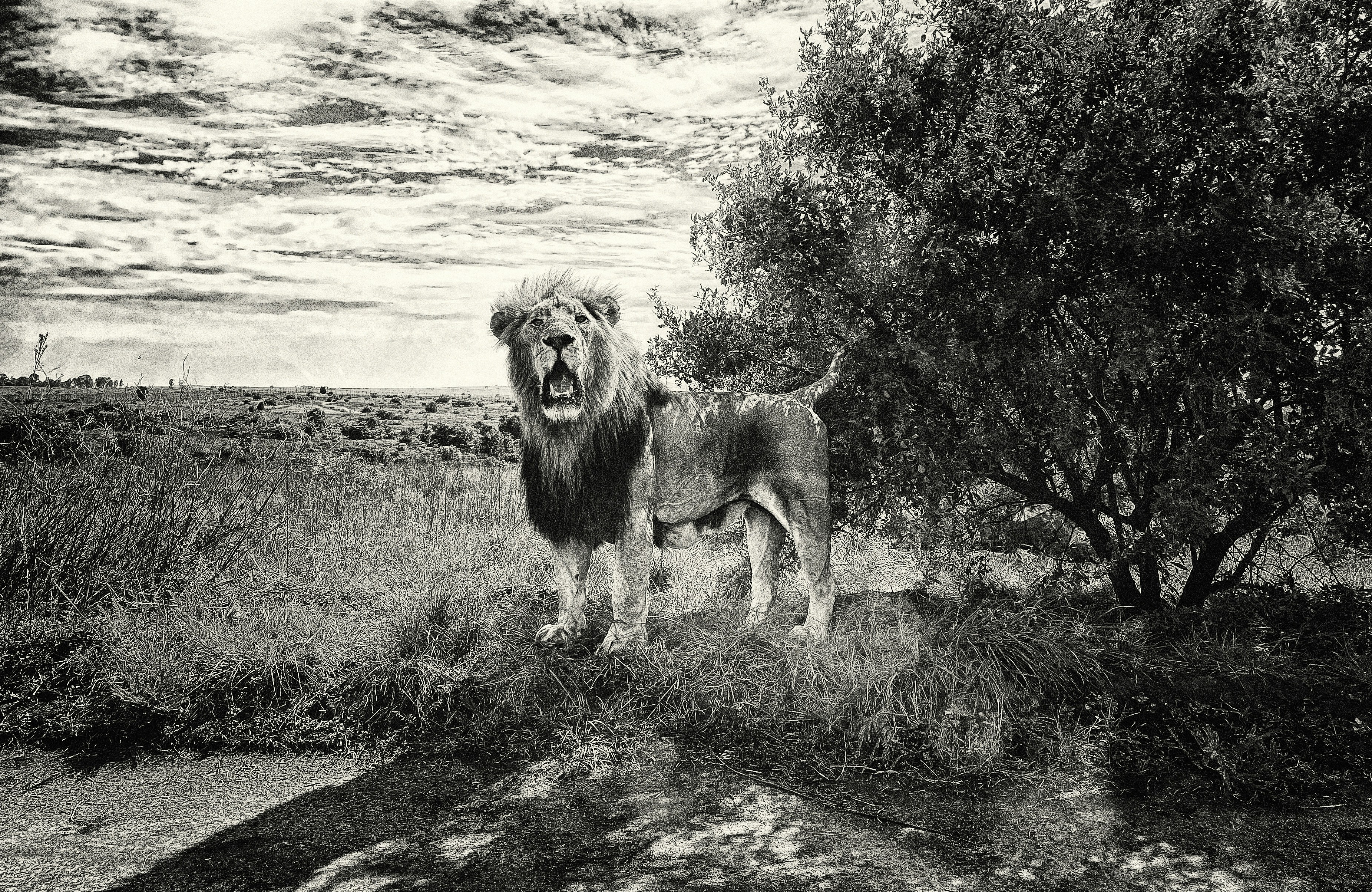 a lion standing next to a tree