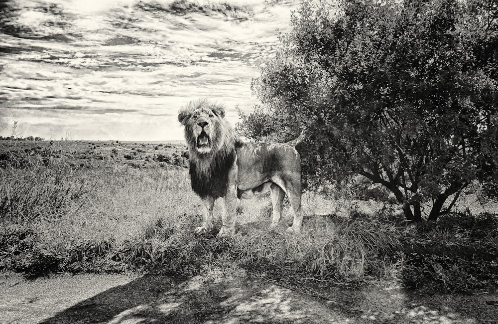 a lion standing next to a tree