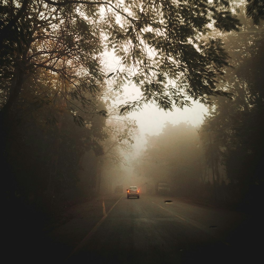 a road with trees on the side